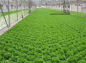 爆料养虾大棚怎么养的视频,视频教学带你轻松掌握养殖技巧